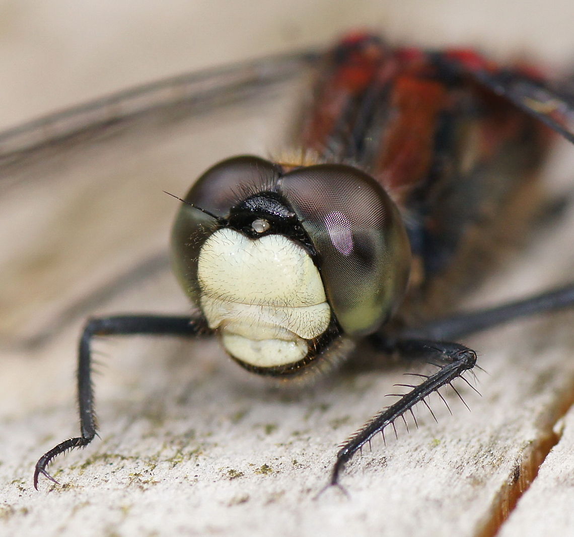 White-faced Darter head Guess where the white-faced darter got his name from ;)<br />
<br />
Normally these darters are pretty shy, but this one allowed me to come very close. I rested the  end of the lens on the wood to keep the camera still and focused manually and that payed of. I also used the flash for some extra light.<br />
<br />
Dutch name: Noorse venwitsnuitlibel Geotagged,Leucorrhinia dubia,The Netherlands,Venwitsnuitlibel,White-faced Darter,anisoptera,macro