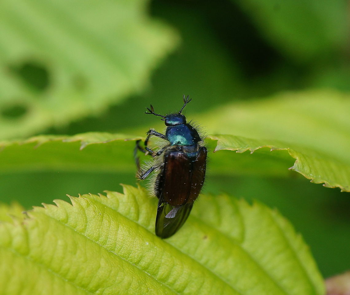 Morning workout Crossing the edge...<br />
<br />
Dutch name: Johanneskever of Rozenkever (Phyllopertha Horticola)<br />
 Garden Chafer,Geotagged,Phyllopertha Horticola,The Netherlands