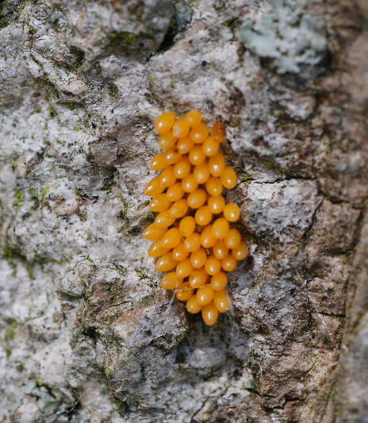 Ladybug life cycle (0/3) Egg Eggs of the ladybug. This patch is about 1 cm long. Geotagged,Harmonia axyridis,Ladybug or Ladybird,The Netherlands