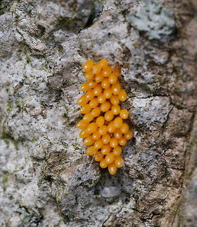 Ladybug life cycle (0/3) Egg Eggs of the ladybug. This patch is about 1 cm long. Geotagged,Harmonia axyridis,Ladybug or Ladybird,The Netherlands