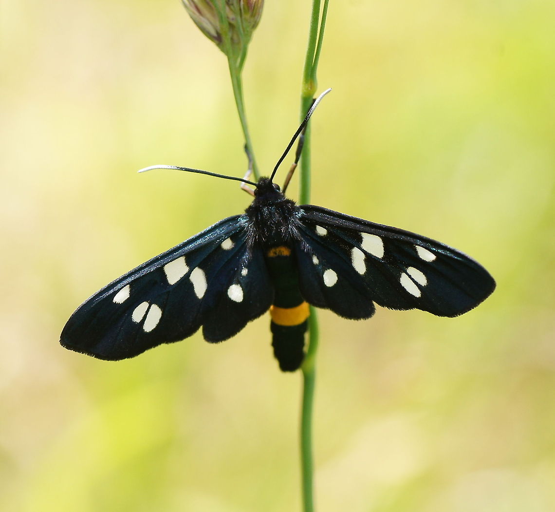 Phegea moth top view In english this specie is called the nine-spotted moth. This one lost one spot ;)<br />
<br />
Dutch name: Phegeavlinder Amata phegea,Geotagged,Nine-spotted moth,The Netherlands