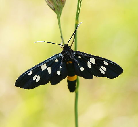 Phegea moth top view In english this specie is called the nine-spotted moth. This one lost one spot ;)

Dutch name: Phegeavlinder Amata phegea,Geotagged,Nine-spotted moth,The Netherlands