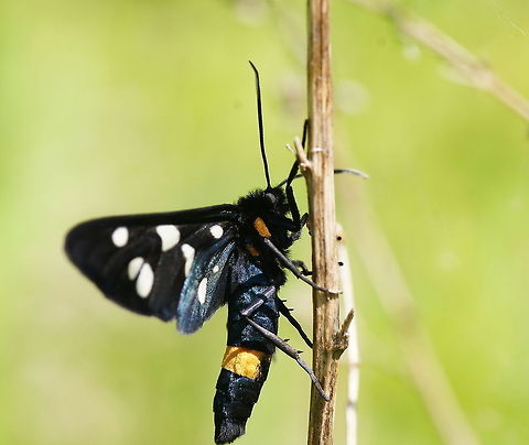 Phegea moth side view I expected that identification would be easy. I saw several of them and it is quite big and eye catching. But this moth was not featured on any of the insect sites I looked. Later I learned that it only lives in a few separated areas in The Netherlands.
(Ludosak already photographed and ID'd it a week ago but I forgot about that.)

Dutch name: Phegeavlinder (Amata phegea) Amata phegea,Geotagged,Nine-spotted moth,The Netherlands
