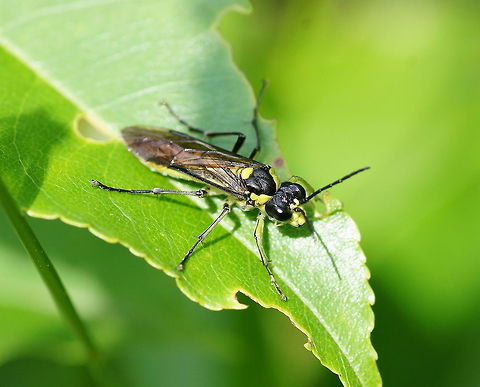 Green leafwasp Tenthredo mesemola is a big species, composed of two colours only: black and green. The upper side is black, except for some spots near head and neck and the shield. Even the upper side of the legs are black. On the front legs this often is less apparent, as the line of black is very thin indeed. The underside of the animal is green entirely. The larvae are found on various plants, Salix species in particular. The adults are often seen eating nectar and pollen on white flowers. But the adults also hunt for small flies which they suck on. This is remarkable for a Sawfly species, for almost all are strict vegetarians.
(text from http://www.gardensafari.net/en_picpages/tenthredo_mesomela.htm)

Dutch name: Groene bladwesp (Tenthredo mesomela)
No english wiki :( Geotagged,Tenthredo mesemola,The Netherlands