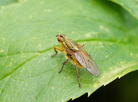 Yellow dung fly (Scatophaga stercoraria)  Geotagged,Scathophaga stercoraria,The Netherlands