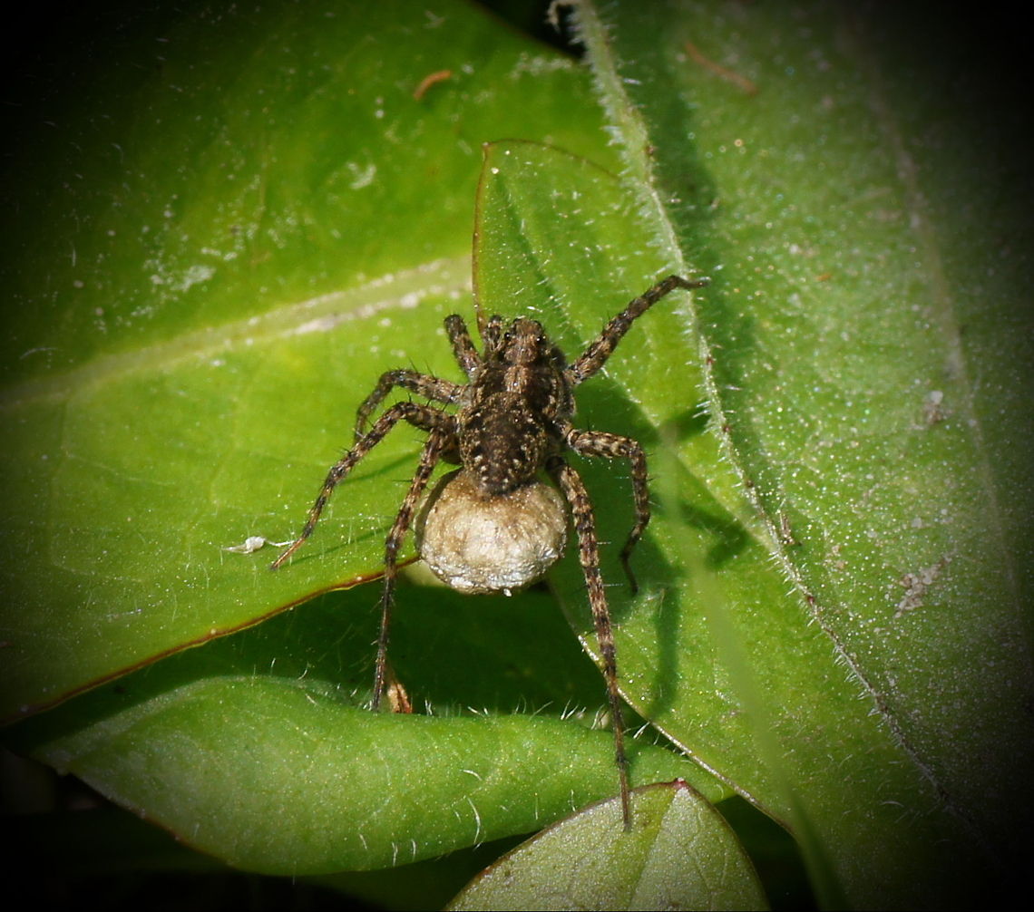 Lugubris Wolf spider (Pardosa lugubris) Wolf spider with egg sack. After the eggs hatch the younglings will sit on the back of their mother till their first molt.<br />
<br />
No english wiki Blacktail Wolf Spider,Geotagged,Pardosa lugubris,Parental care,The Netherlands
