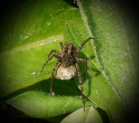 Lugubris Wolf spider (Pardosa lugubris) Wolf spider with egg sack. After the eggs hatch the younglings will sit on the back of their mother till their first molt.

No english wiki Blacktail Wolf Spider,Geotagged,Pardosa lugubris,Parental care,The Netherlands
