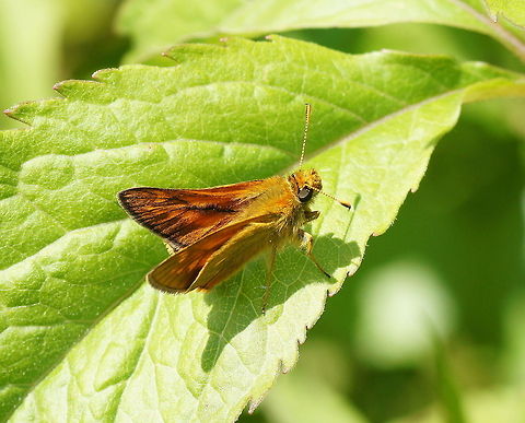 Large Skipper butterfly Dutch name: Groot Dikkopje
German name: Braunstrichiger Dickkopffalter Geotagged,Groot Dikkopje,Large Skipper,Ochlodes sylvanus,The Netherlands