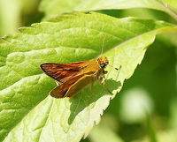 Large Skipper butterfly Dutch name: Groot Dikkopje<br />
German name: Braunstrichiger Dickkopffalter Geotagged,Groot Dikkopje,Large Skipper,Ochlodes sylvanus,The Netherlands