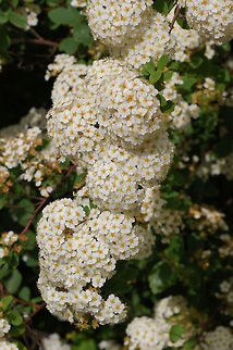 May Bush  Geotagged,The Netherlands,may bush,spirea