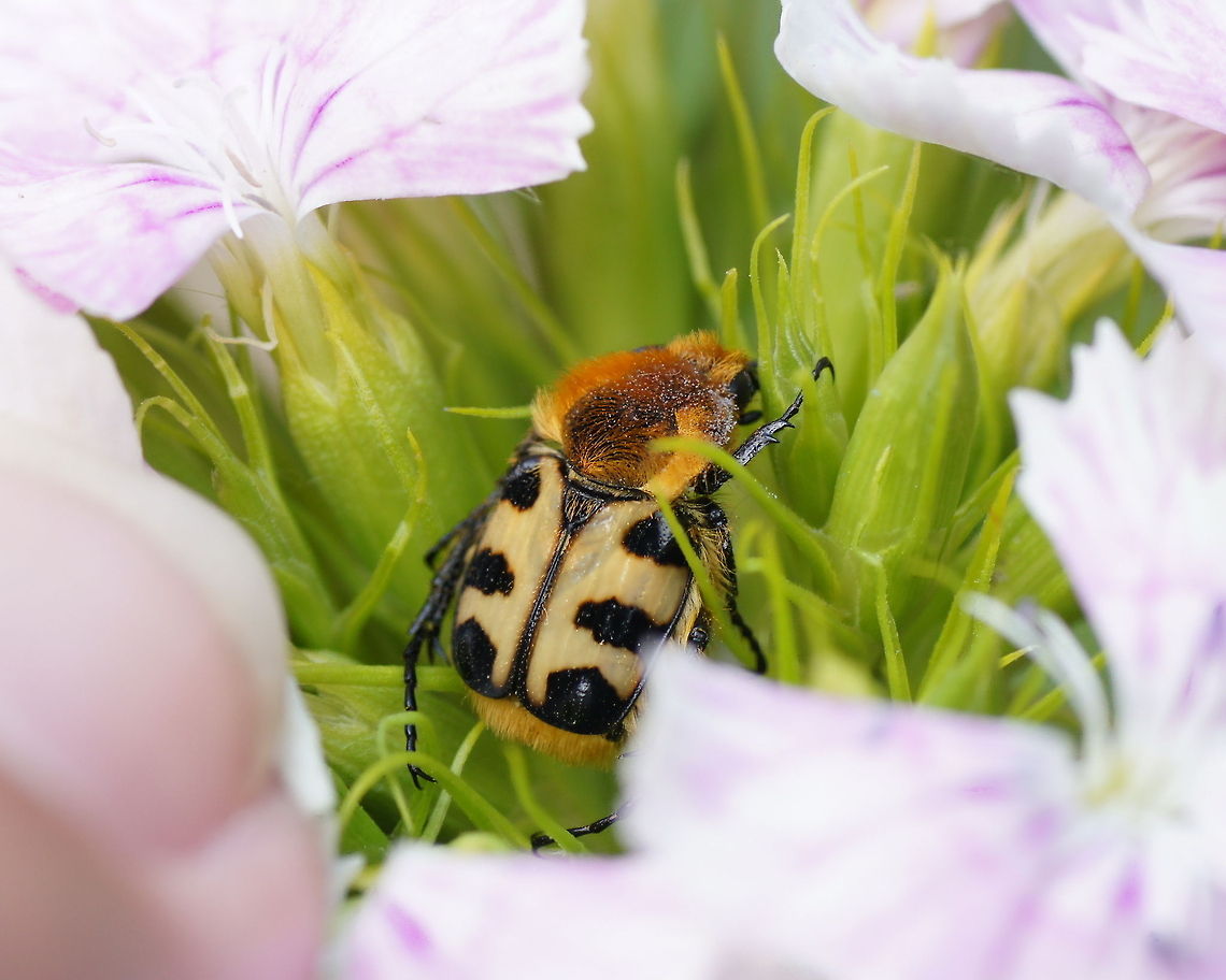 Brush beetle (Trichius Gallicus) Brush beetle (Trichius Gallicus) sitting on &#039;Sweet William&#039; flower (Dianthus barbatus).<br />
<br />
Dutch name: Penseelkever op duizendschoon<br />
 French Flower Chafer,Geotagged,The Netherlands,Trichius gallicus,Trichius zonatus