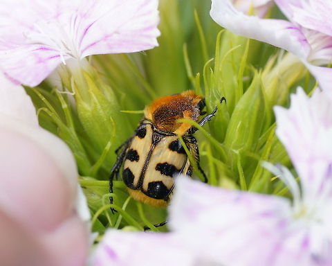 Brush beetle (Trichius Gallicus) Brush beetle (Trichius Gallicus) sitting on 'Sweet William' flower (Dianthus barbatus).

Dutch name: Penseelkever op duizendschoon
 French Flower Chafer,Geotagged,The Netherlands,Trichius gallicus,Trichius zonatus