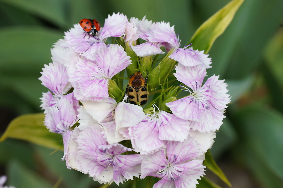 Brush Beetle in flower Brush beetle (Trichius Zonatus) sitting on &#039;Sweet William&#039; flower (Dianthus barbatus).<br />
<br />
Dutch name: Penseelkever op duizendschoon Dianthus barbatus,Geotagged,The Netherlands,Trichius gallicus,Trichius zonatus