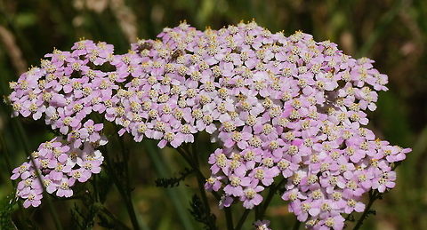 Plumajillo (Achillea millefolium) Dutch name: Duizendblad Achillea millefolium,Geotagged,The Netherlands