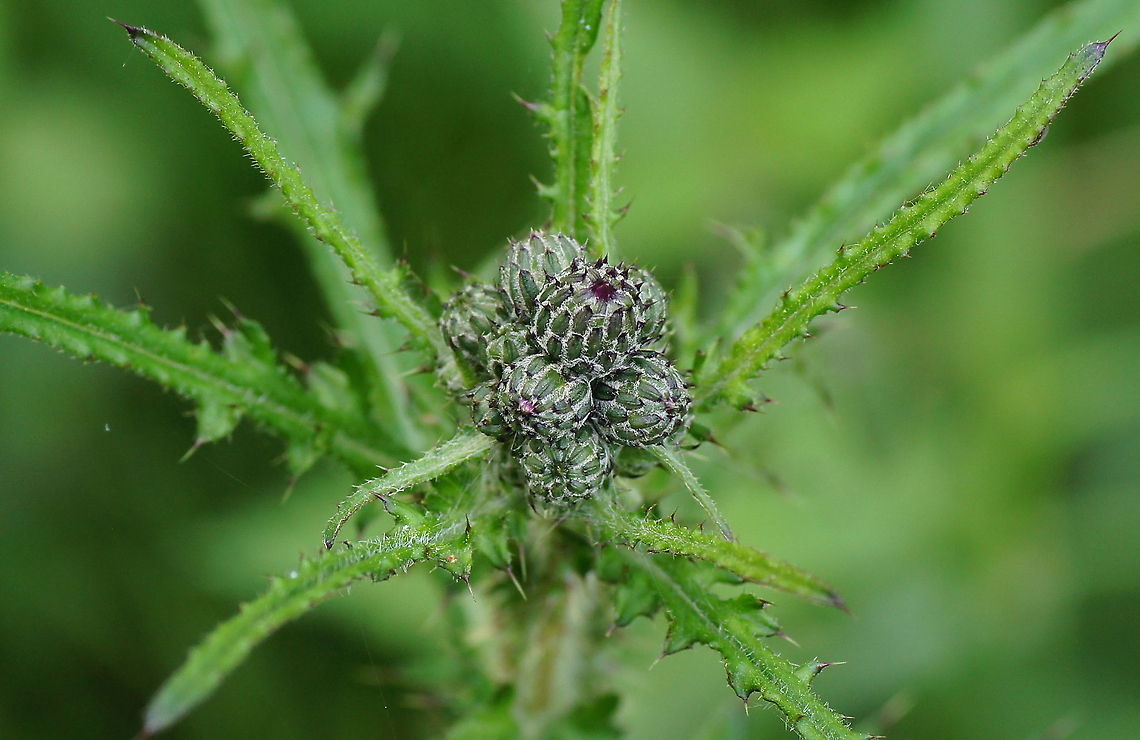 Swamp Thistle (Cirsium palustre) Dutch name: Kale Jonker Cirsium palustre,Geotagged,The Netherlands