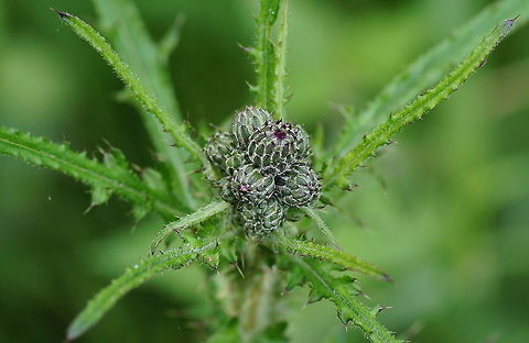Swamp Thistle (Cirsium palustre) Dutch name: Kale Jonker Cirsium palustre,Geotagged,The Netherlands