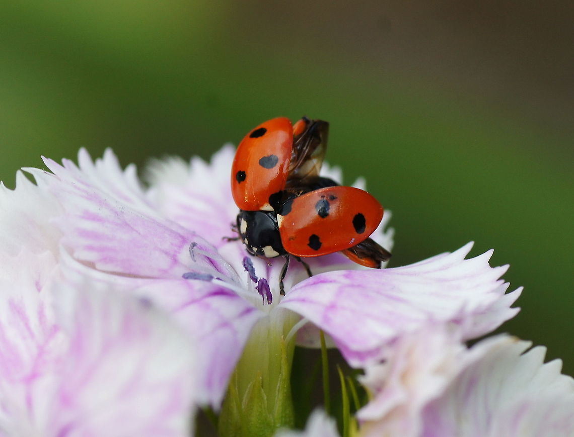 7-spot Ladybird start problems I found this ladybug in the water so I got him out and placed him on the flower to recover. Here he tries if his wings are ready to fly. Apperently not because later he ascended the flower &#039;on foot&#039;.<br />
<br />
This is the same beetle as in the Brush Beetle picture (because I was looking at the flower for this ladybug I also saw the brush beetle land on the flower later on). 7-spot Ladybird,Coccinella septempunctata,Geotagged,The Netherlands