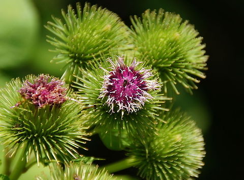 Burdock Dutch name: Gewone klit Arctium minus,Geotagged,The Netherlands