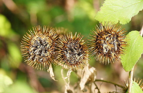 Three times a Burdock Dutch name: Gewone klit Arctium minus,Geotagged,The Netherlands