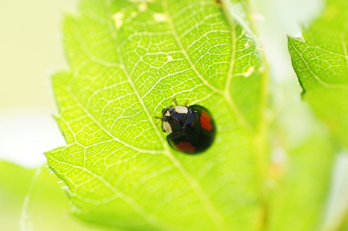 Black red-dotted asian ladybug Ladybug underneath a leave.<br />
Because it is a dark subject on a bright background it took me a few shots to get the light right. Eventually I used the flash to compensate for the light shining through the leave. Seeing the leave structure is an extra bonus. Geotagged,Harmonia axyridis,Ladybug or Ladybird,The Netherlands