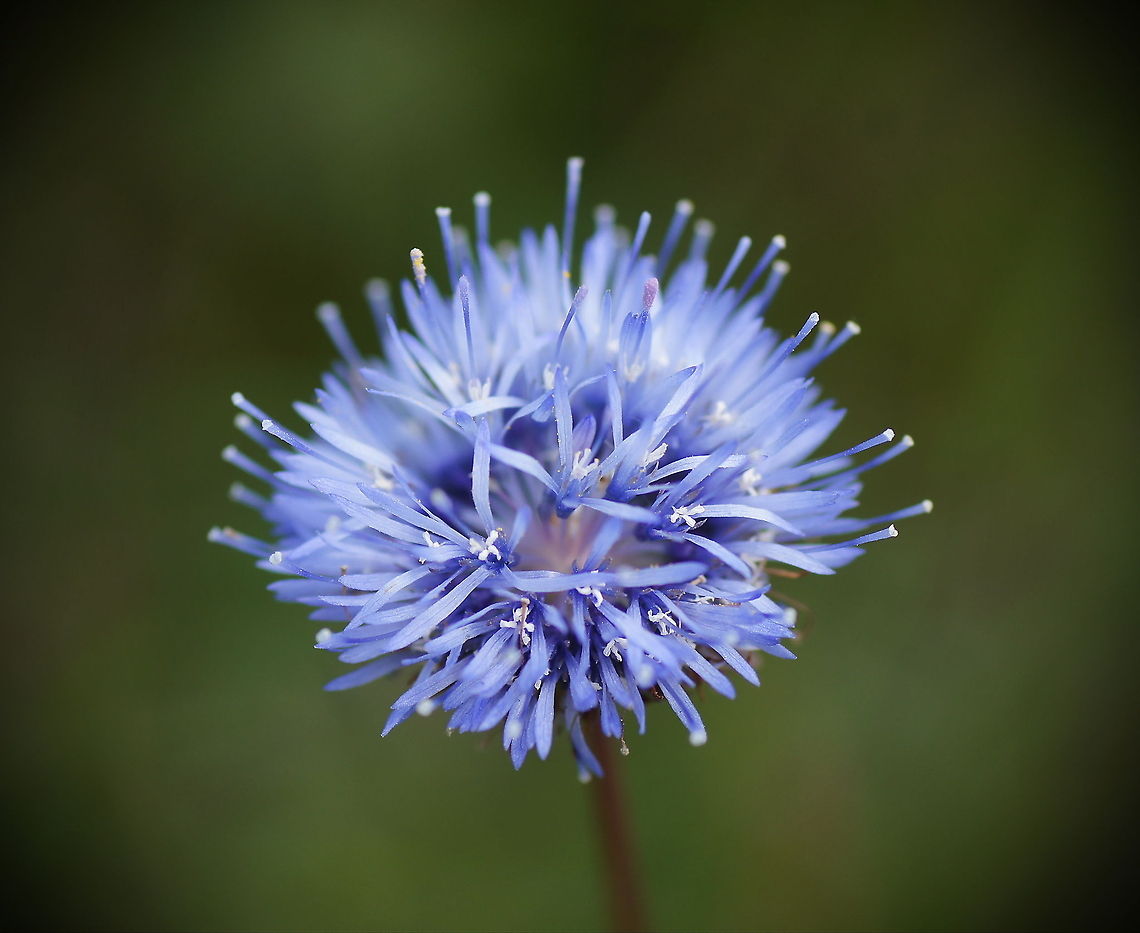 Sheep's bit scabious When I was walking throug the heath (heide) I was suprised to see such a bright blue flower, while the rest of the vegatation and surrounding was dark green and brown.<br />
<br />
Dutch name: Zandblauwtje (Jasione Montana) Geotagged,Jasione montana,Sheeps bit scabious,The Netherlands