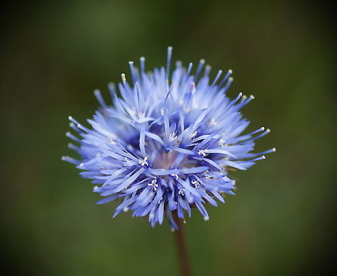 Sheep's bit scabious When I was walking throug the heath (heide) I was suprised to see such a bright blue flower, while the rest of the vegatation and surrounding was dark green and brown.

Dutch name: Zandblauwtje (Jasione Montana) Geotagged,Jasione montana,Sheeps bit scabious,The Netherlands