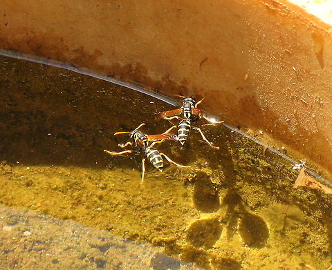 Floating wasps I didn't know wasps could float until I saw these. European paper wasp,Geotagged,Polistes dominula,Turkey