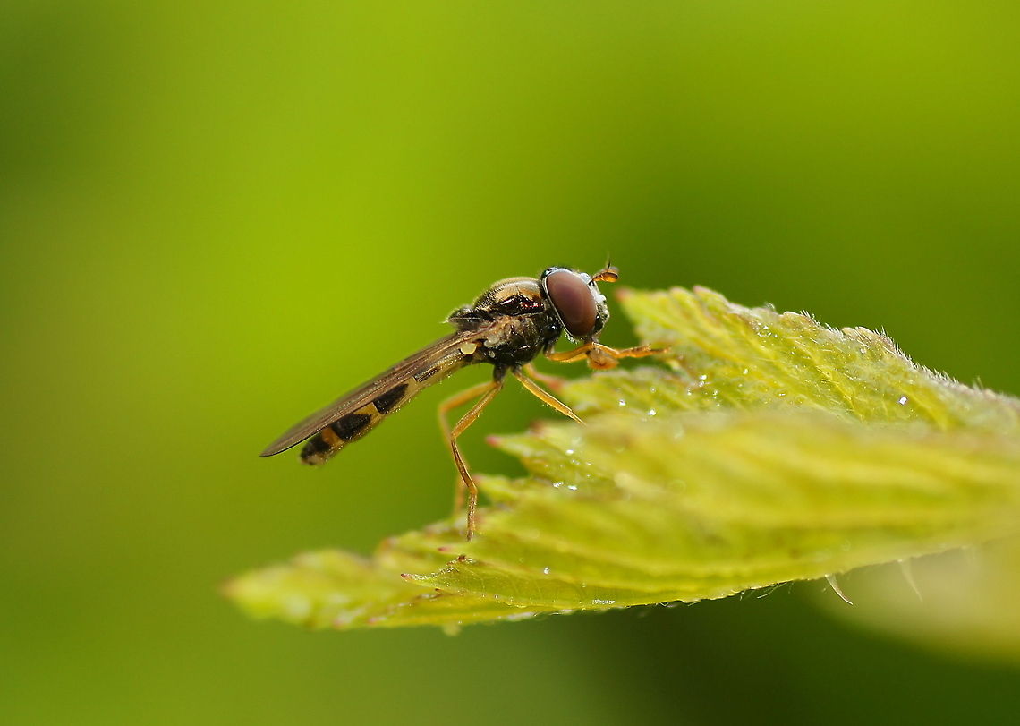 Scutatus hoverfly on a leaf The walking road from my hotel to the city leads through some bushes. I made sure I had my camera with macro lens ready to picture all interesting bugs along the way. This is one of them.<br />
<br />
Dutch name: Schaduwplatvoetje (Platycheirus scutatus) Austria,Geotagged,Platycheirus scutatus