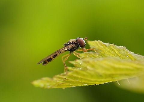 Scutatus hoverfly on a leaf The walking road from my hotel to the city leads through some bushes. I made sure I had my camera with macro lens ready to picture all interesting bugs along the way. This is one of them.

Dutch name: Schaduwplatvoetje (Platycheirus scutatus) Austria,Geotagged,Platycheirus scutatus