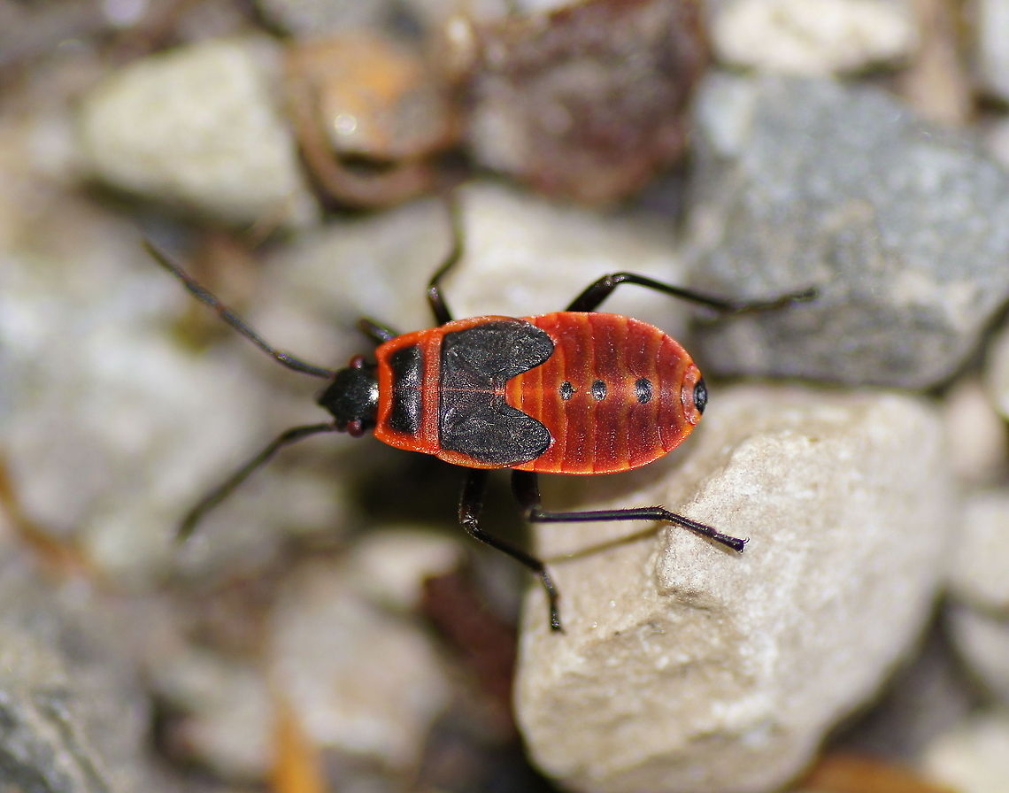 Firebug  nymph (Pyrrhocoris Apterus) Firebug in it&#039;s 5th nymph stage.<br />
<br />
Dutch name: Vuurwants Austria,Firebug,Geotagged,Pyrrhocoris apterus