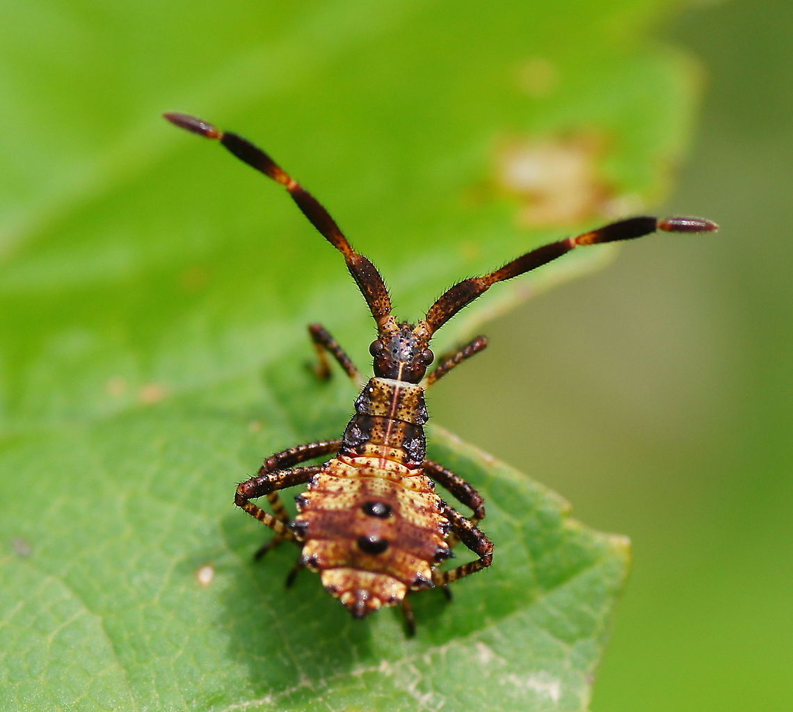 Dock bug nymph (Coreus marginatus) This is a 3rd stage nymph of the dock bug, basking in the sun to fasten his growth. He has still another 2 nymph stages (total of 5 stages) to go before reaching adulthood.<br />
<br />
I personally regard this picture to be one of my best macro photo's so far because of the exotic looks and posture of the insect combined with the sharpness of the picture.<br />
<br />
Dutch name: Zuringwants Austria,Coreus marginatus,Geotagged,dock bug,macro,nl: Zuringrandwants,nymph,squash bug