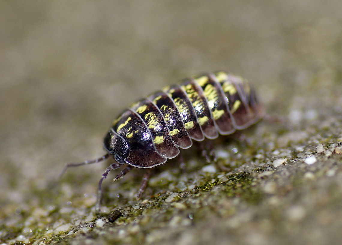 Pill Woodlouse (Armadillidium Vulgare) A very common insect, but still looks like it recently escaped from the Jurassic park.<br />
The shiny patches on its back are lighted up by the flash from the camera. Armadillidium vulgare,Austria,Geotagged,Pill Woodlouse,close-up
