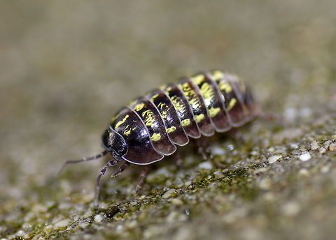 Pill Woodlouse (Armadillidium Vulgare) A very common insect, but still looks like it recently escaped from the Jurassic park.
The shiny patches on its back are lighted up by the flash from the camera. Armadillidium vulgare,Austria,Geotagged,Pill Woodlouse,close-up