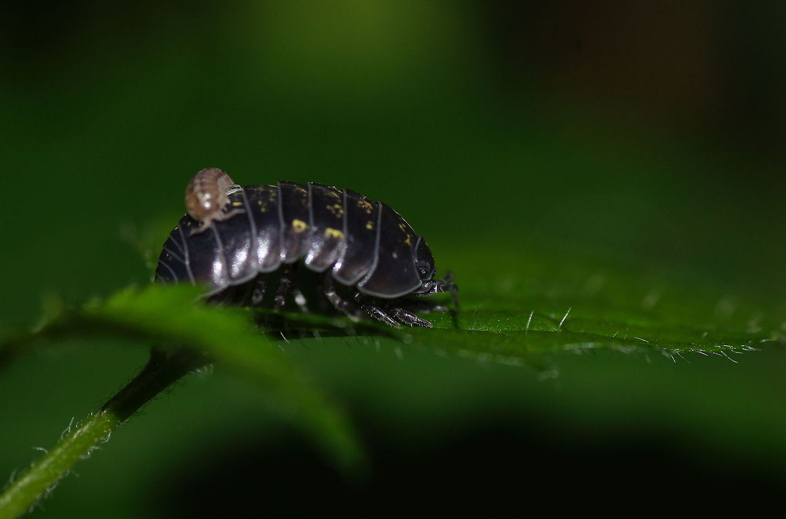 Daddy woodlouse (Armadillidium Vulgare) Pill Woodlouse giving a youngster a ride on his back.<br />
When kept in captivity, these woodlouses can often live up to three years. Armadillidium vulgare,Austria,Geotagged