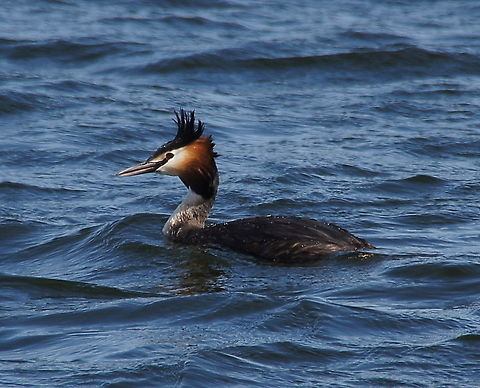 Crested Grebe (Podiceps Cristatus) Dutch name: Fuut Geotagged,Great Crested Grebe,Podiceps cristatus,The Netherlands