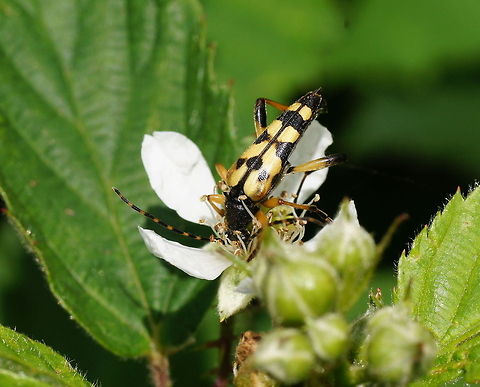 Spotted longhorn beetle (Leptura maculata) Dutch name: Gevlekte Smalbok
 Geotagged,Leptura maculata,Rutpela maculata,The Netherlands