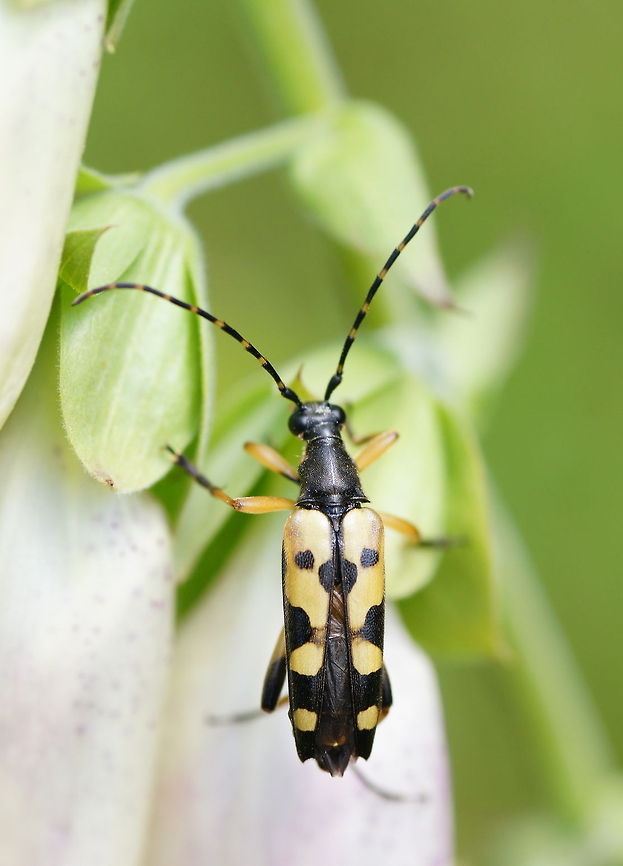 Spotted longhorn beetle (Leptura maculata) Dutch name: Gevlekte Smalbok<br />
No english wiki Geotagged,Rutpela maculata,The Netherlands