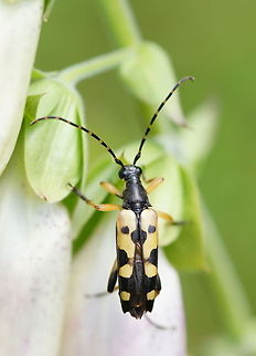 Spotted longhorn beetle (Leptura maculata) Dutch name: Gevlekte Smalbok
No english wiki Geotagged,Rutpela maculata,The Netherlands