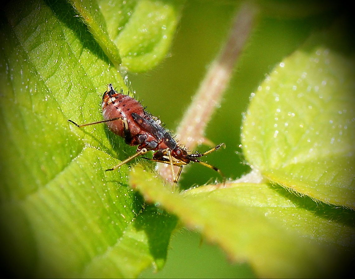 Red bug nymph Nymph of a red bug, is in the contest for ugliest bug ;) Deraeocoris,Deraeocoris ruber,Geotagged,Heteroptera,Nymph,Red Bug,The Netherlands