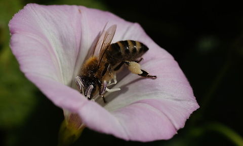 Hard working bee Honey bee carrying a heavy load of pollen. Apis mellifera,Austria,Geotagged,Western honey bee(Apis mellifera)
