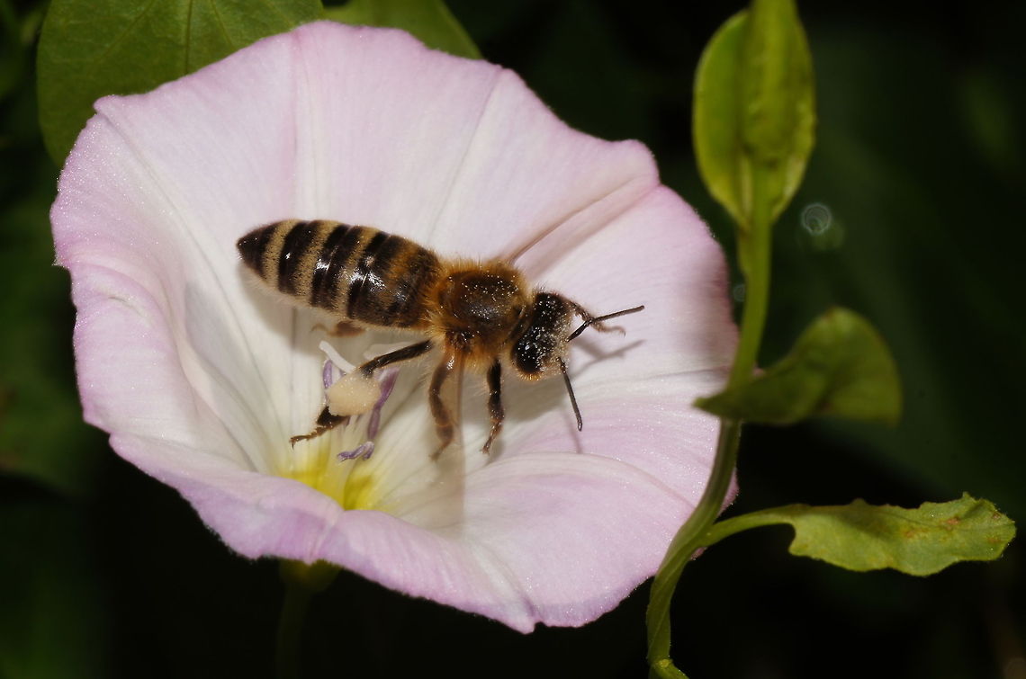 Hard working bee Honey bee carrying a heavy load of pollen. Apis mellifera,Austria,Geotagged,Western honey bee(Apis mellifera)