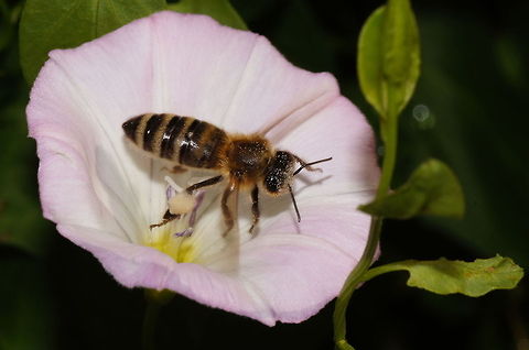 Hard working bee Honey bee carrying a heavy load of pollen. Apis mellifera,Austria,Geotagged,Western honey bee(Apis mellifera)