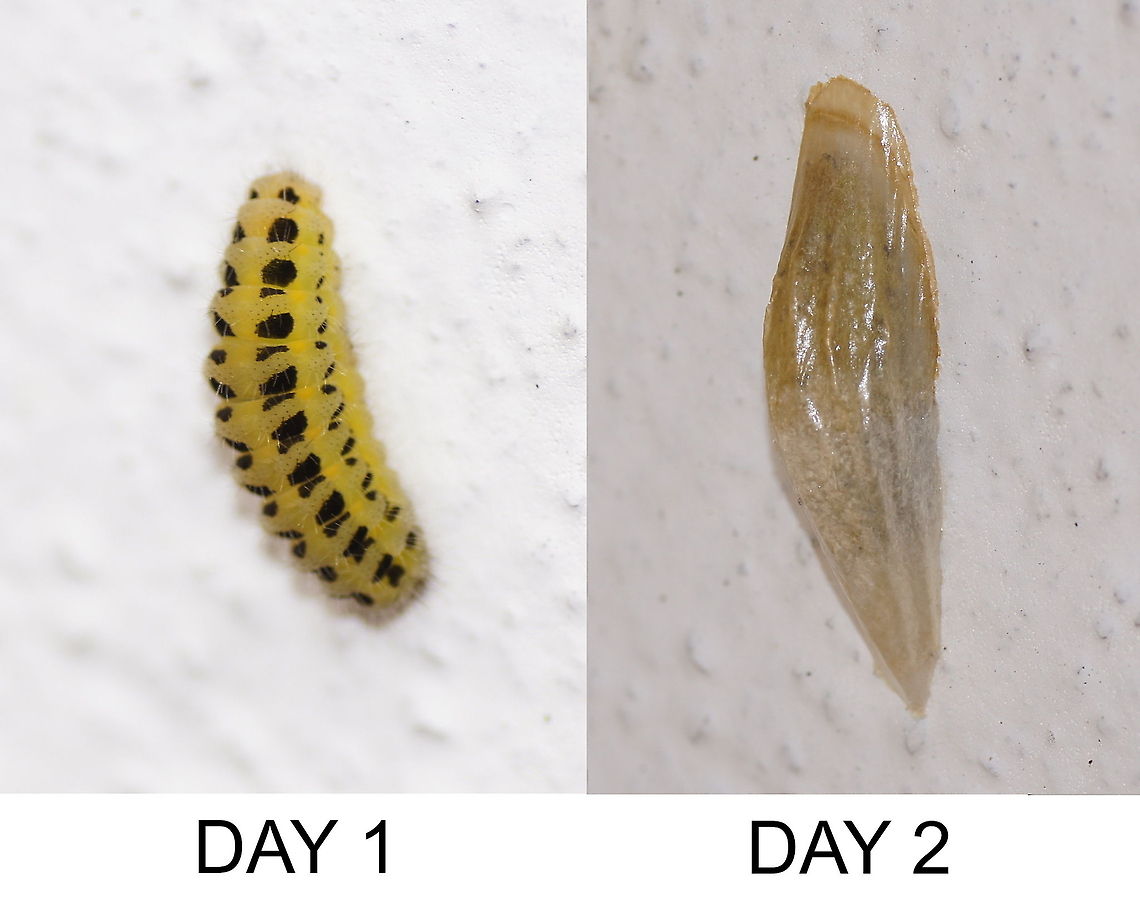 Six-spot Burnet Caterpillar and his cocoon One day I walked past a wall where a caterpillar was sitting and I made a picture of it. Next day I walked past the same wall and saw to my surprise that the caterpillar had transformed into a cocoon. Made a picture again and combined them to see the change.<br />
<br />
Dutch name: Sint Jansvlinder Austria,Geotagged,Lepidoptera,Six-spot Burnet,Zygaena filipendulae,caterpillar