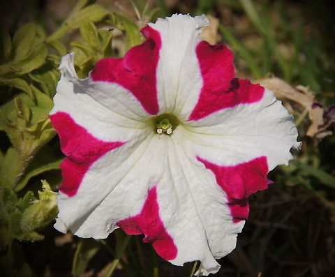 Red-white star petunia Red-white star petunia (Petunia X hybrida) Geotagged,Greece,Petunia axillaris,Petunia x atkinsiana,Petunia × atkinsiana