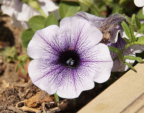 White petunia with purple veins Petunia 'Ultra Blue Vein' (Petunia x hybrida grandiflora) Garden Petunia,Geotagged,Greece,Petunia axillaris,Petunia × atkinsiana