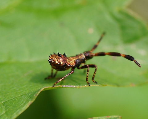 Dock bug nymph Some impressive looking spines on the back this 3rd stage dock bug nymph. He has still another 2 nymph stages (total of 5 stages) to go before reaching adulthood.

See my other picture for a top view.

Dutch name: Zuringwants nimf in zijn 3de stadium Austria,Coreus marginatus,Geotagged