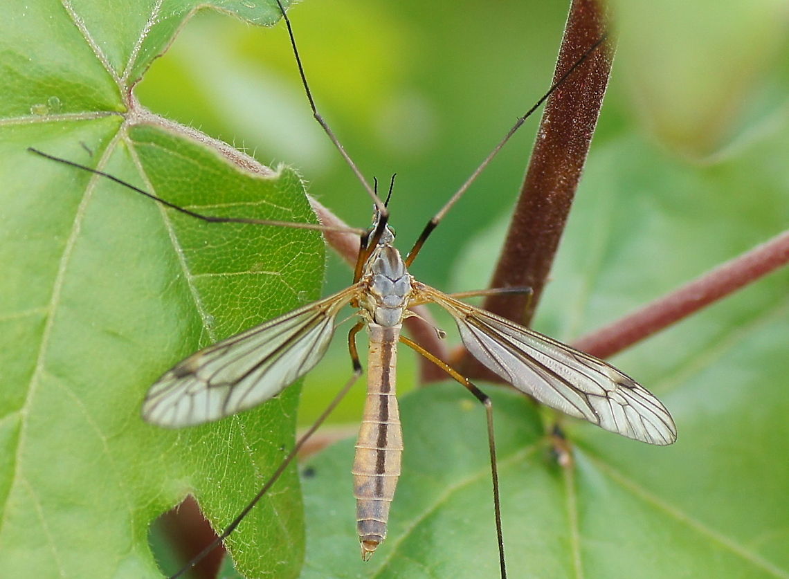 Cranefly (Tipula Oleracea)  Geotagged,The Netherlands,Tipula oleracea