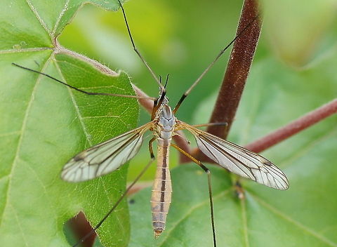 Cranefly (Tipula Oleracea)  Geotagged,The Netherlands,Tipula oleracea
