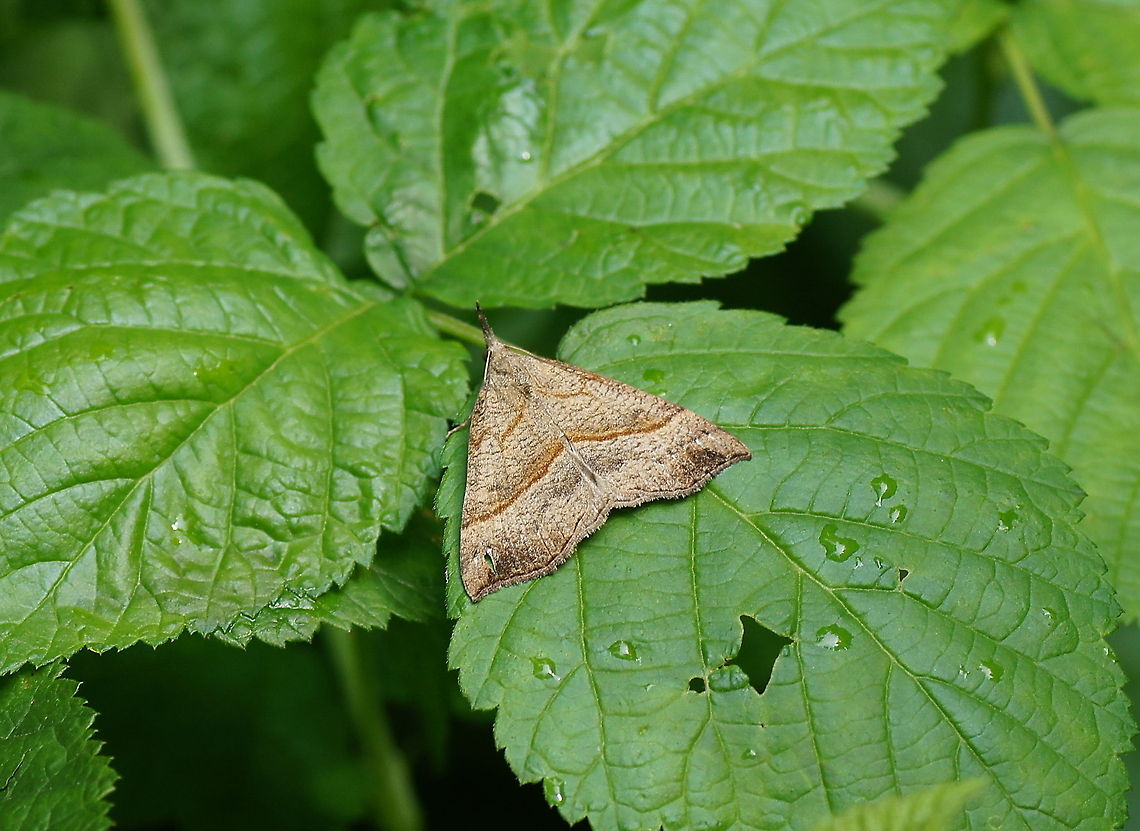 The brownsnout (Hypena Proboscidalis) Dutch name: Bruine Snuituil Austria,Geotagged,Hypena proboscidalis