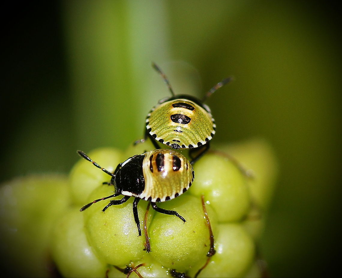 Two Green shield bug nymphs I like the black and white stripes on the edges of their shields, it looks just like they are hand painted.<br />
<br />
These are two second stage nymps of the green shield bug sitting on a blackberry (the analog version ;). <br />
Dutch name: Groene Stinkwants (Palomena prasina) Austria,Geotagged,Green shield bug,Palomena,Palomena prasina,Palomena virdissima